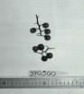 Click for 1 image(s) for this accession. FRUIT
